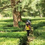 Chowgan Tea Garden Travel Guide and Tourism in Bir billing, Himachal Pradesh